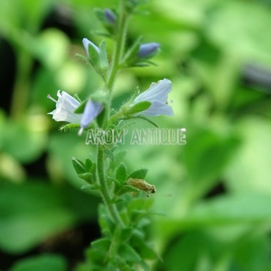 Véronique officinale 2