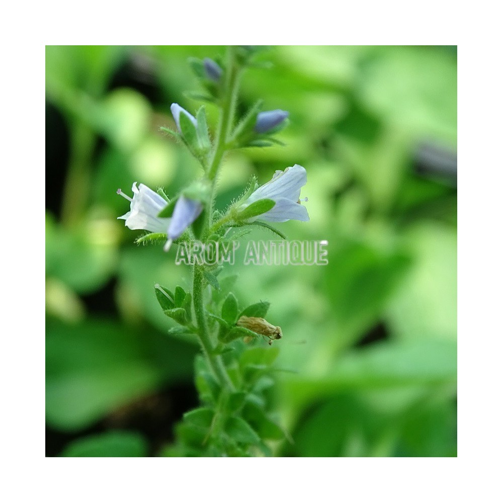 Véronique officinale