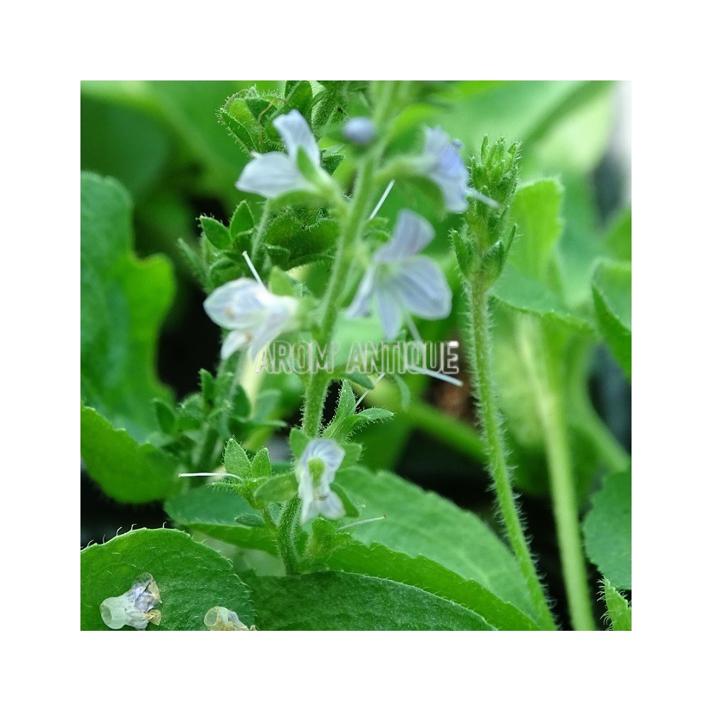 Véronique officinale