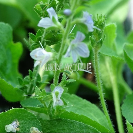 Véronique officinale