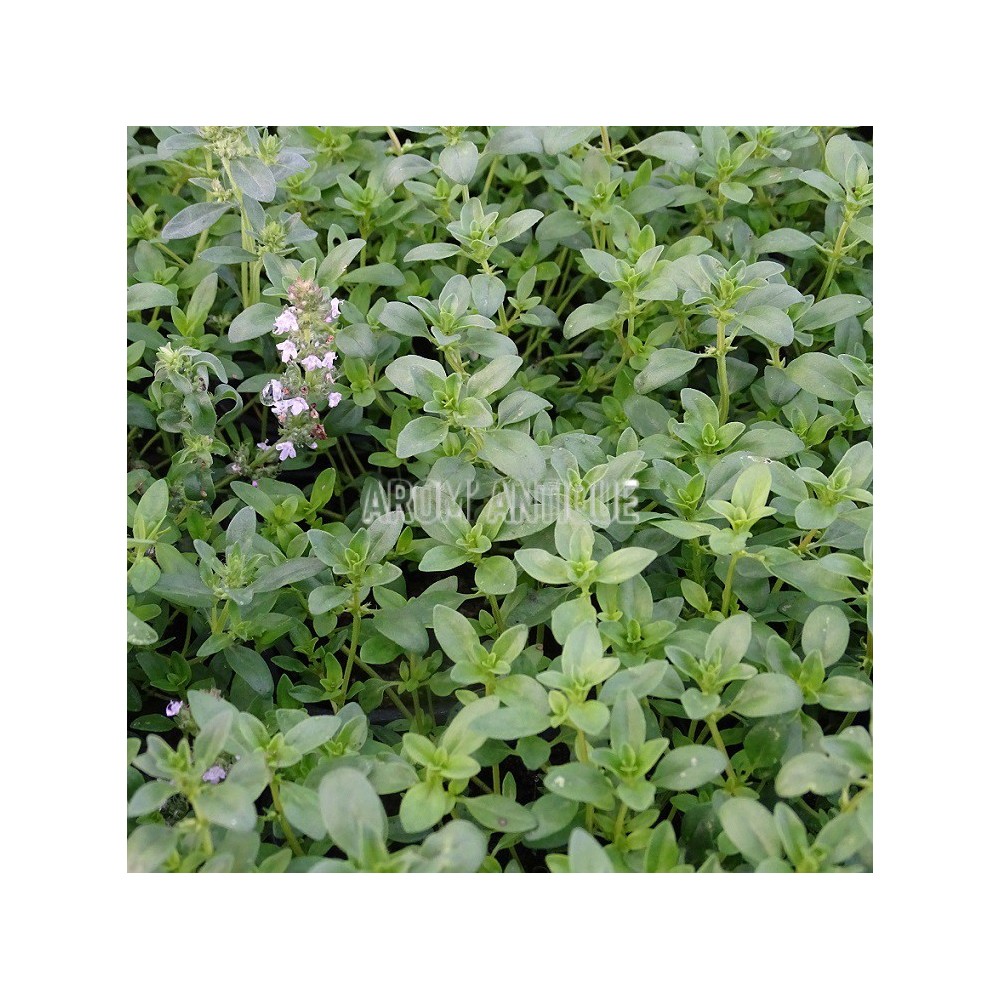 Thym serpolet