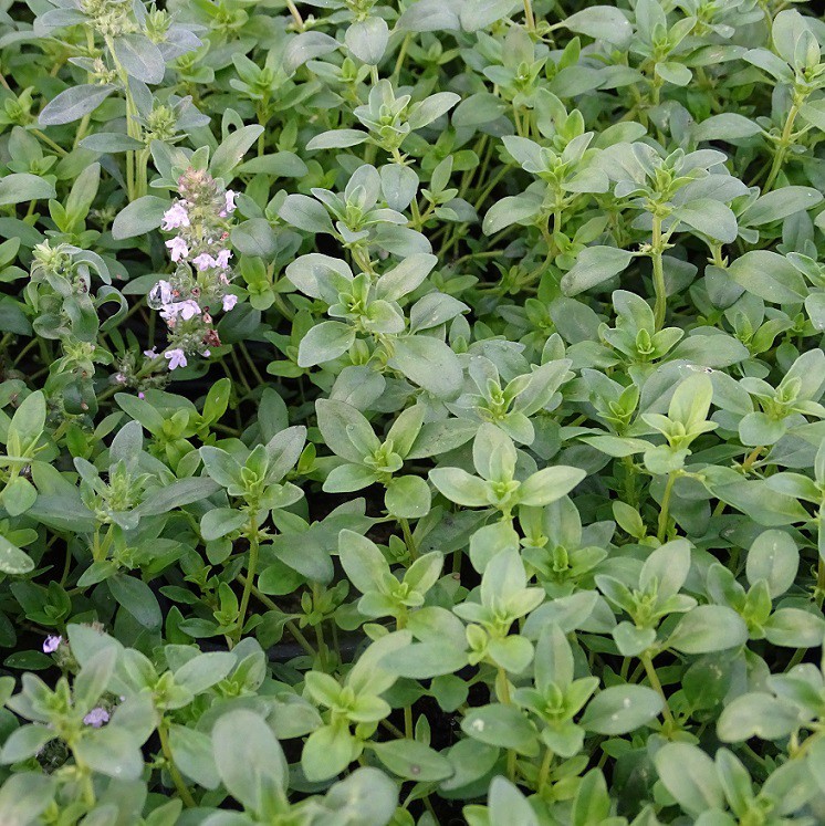 Thym Serpolet Thymus Serpyllum Arom Antique 450 Aromatiques Bio