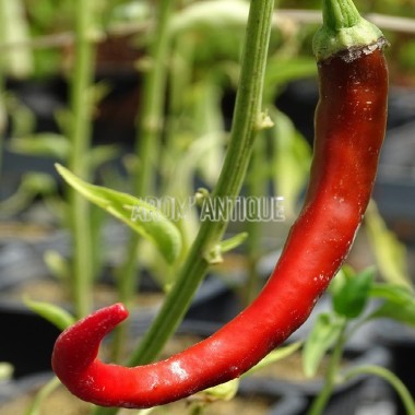 Piment de Cayenne 2