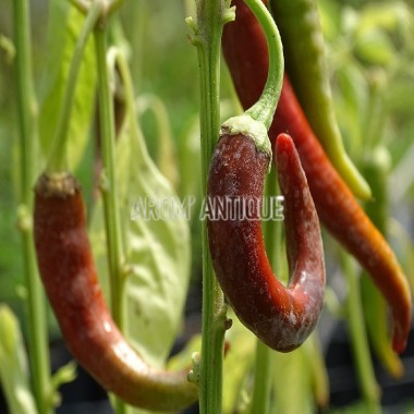 Capsicum frutescens Piment de Cayenne, Arom'antique, aromatiques bio.