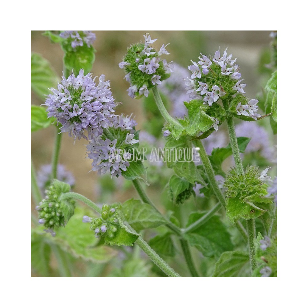 Menthe pamplemousse