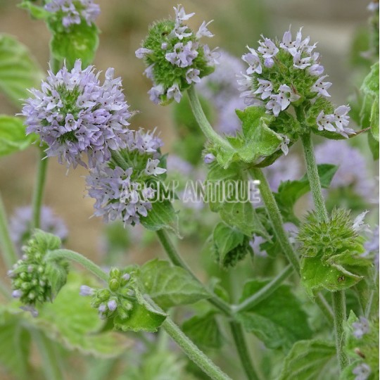 Menthe pamplemousse