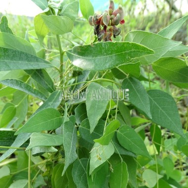 Glycine tubéreuse 2