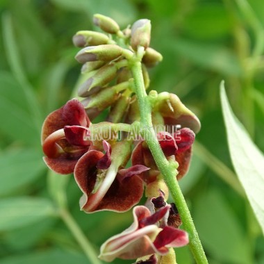 Glycine tubéreuse