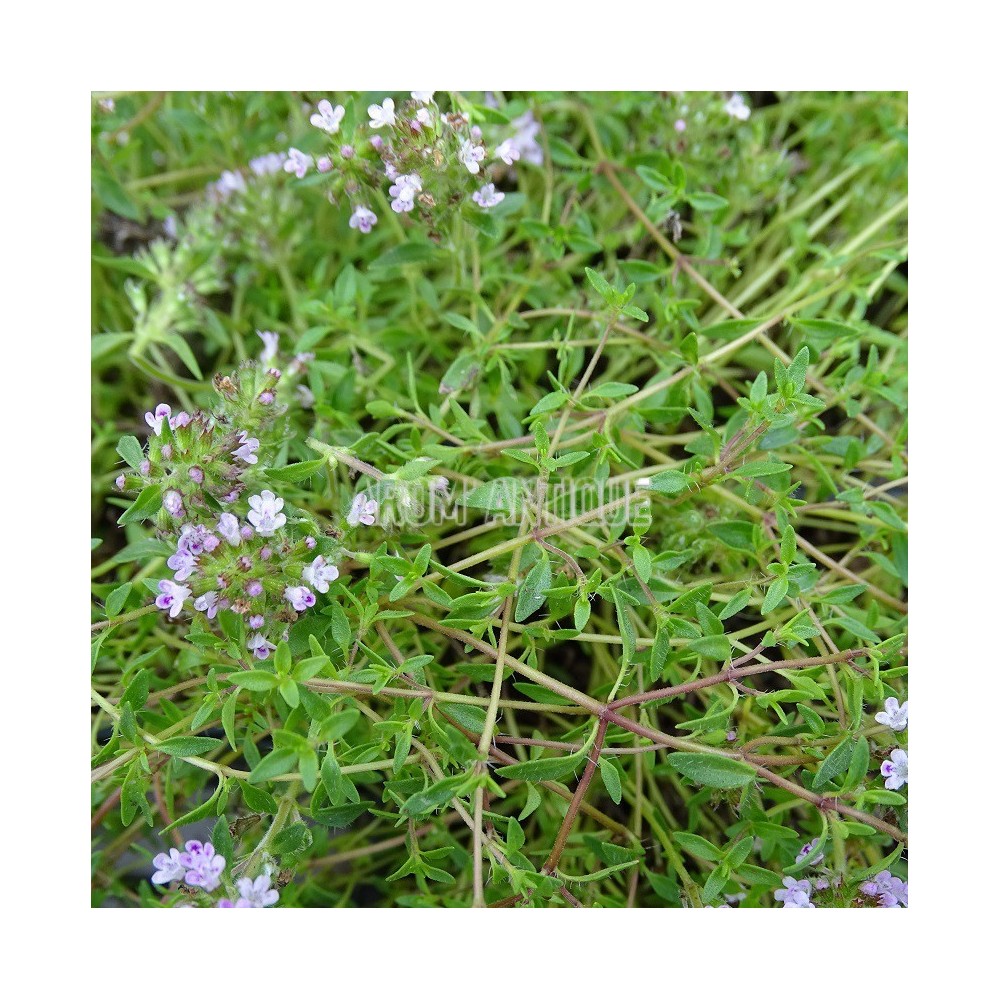 Thym cumin citronné