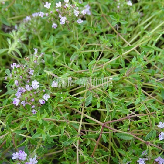 Thym cumin citronné