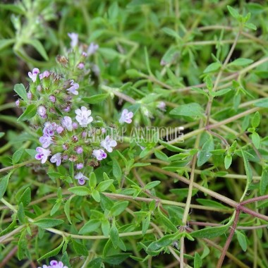 Thym cumin citronné 2
