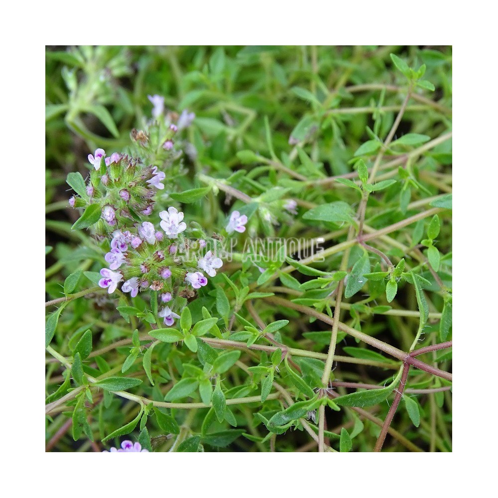 Thym cumin citronné