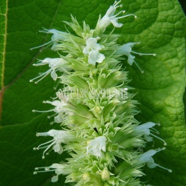 Agastache à feuilles d'ortie Bio