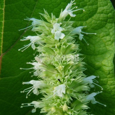 Agastache à feuilles d'ortie Bio