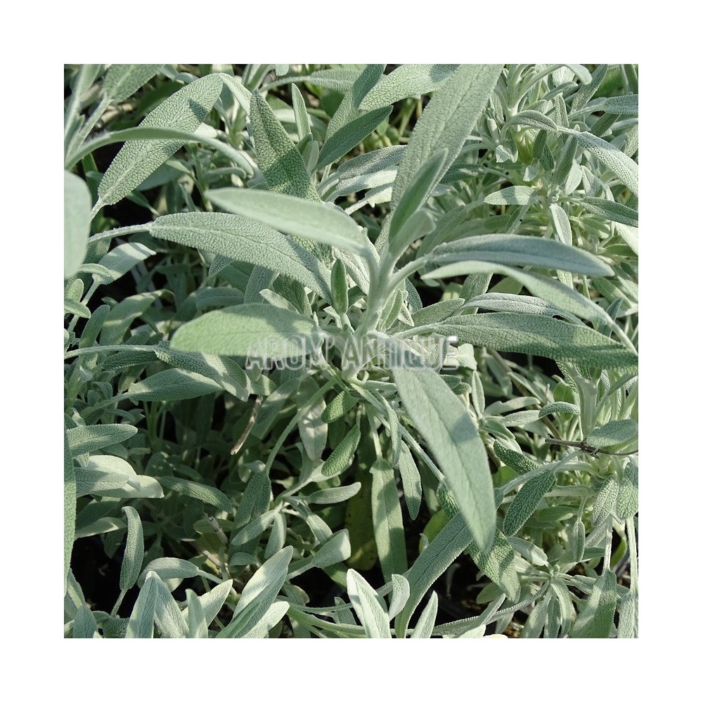 Sauge lavande 'Roquefure'
