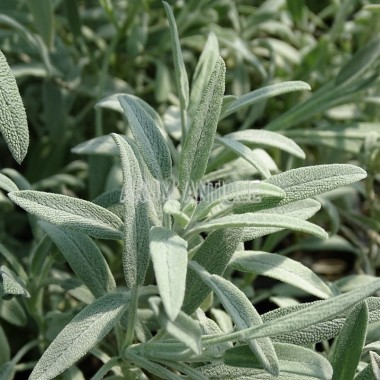 Sauge lavande 'Roquefure' 2