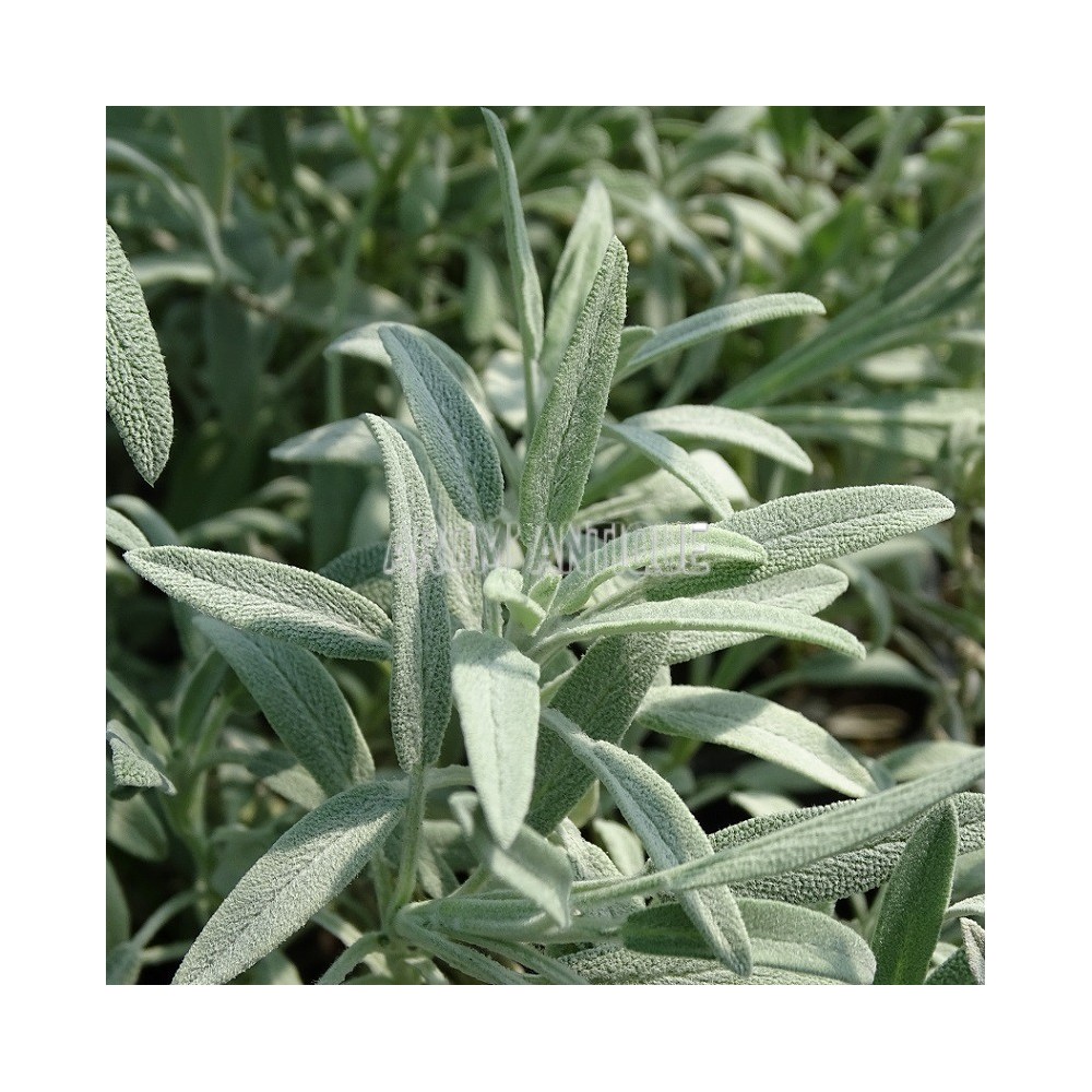 Sauge lavande 'Roquefure'