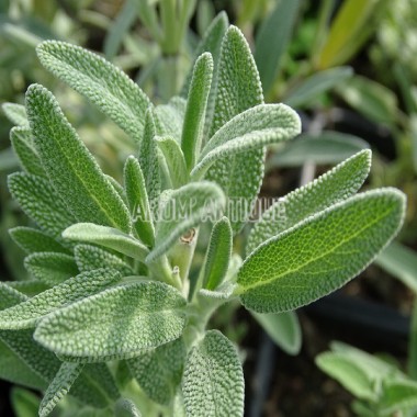 Sauge officinale 'Extrakta' Bio