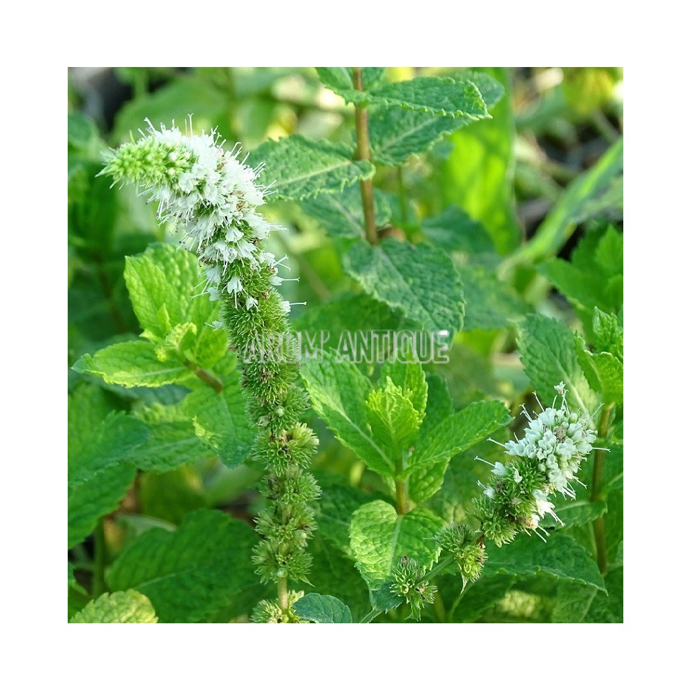 Menthe espagnole