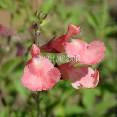Sauge Ribambelle à vendre