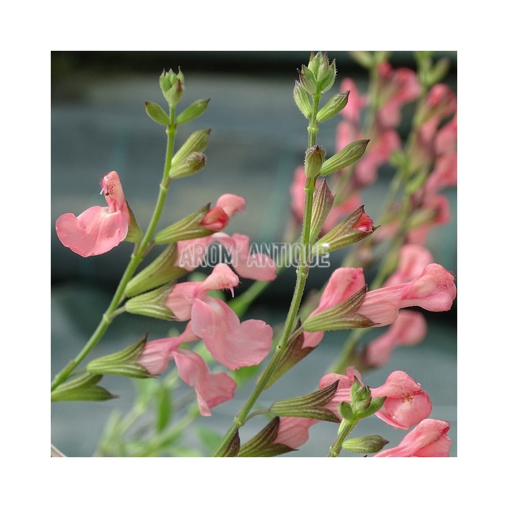 Sauge Ribambelle en fleurs