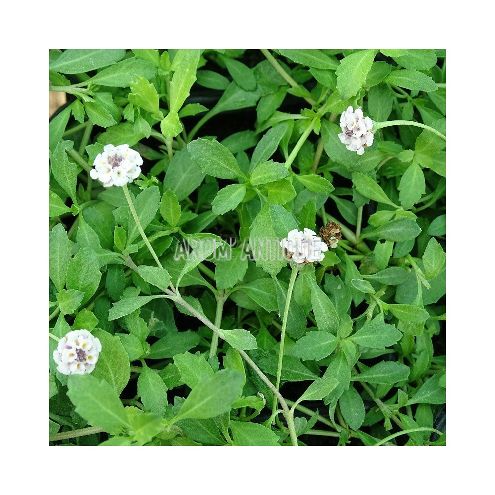 Verveine nodiflore