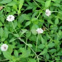 Verveine nodiflore