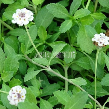 Verveine nodiflore 2