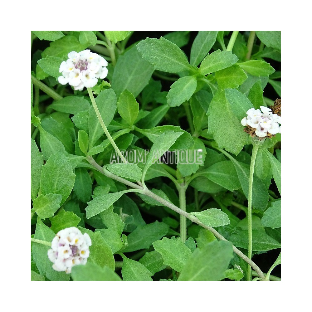 Verveine nodiflore