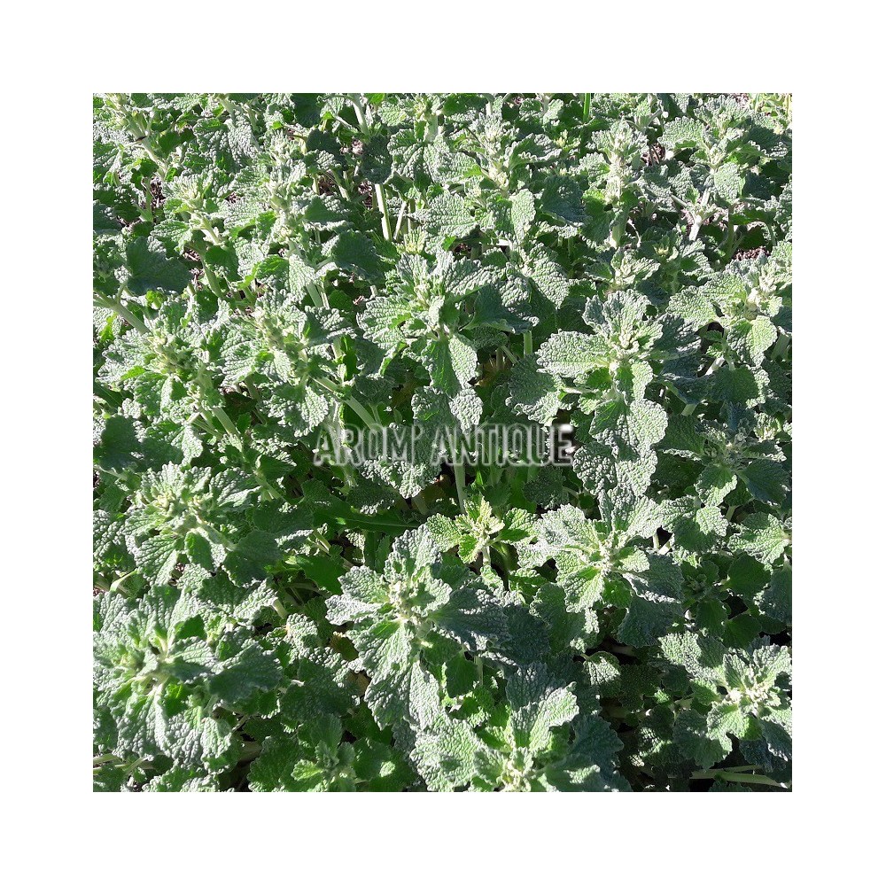 Marrube blanc