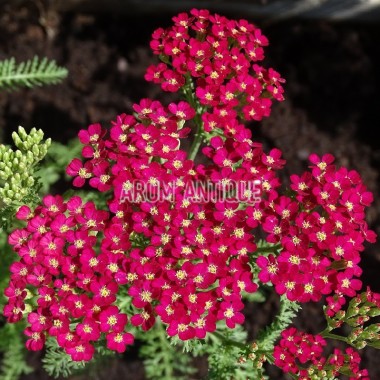 Achillée Paprika 2