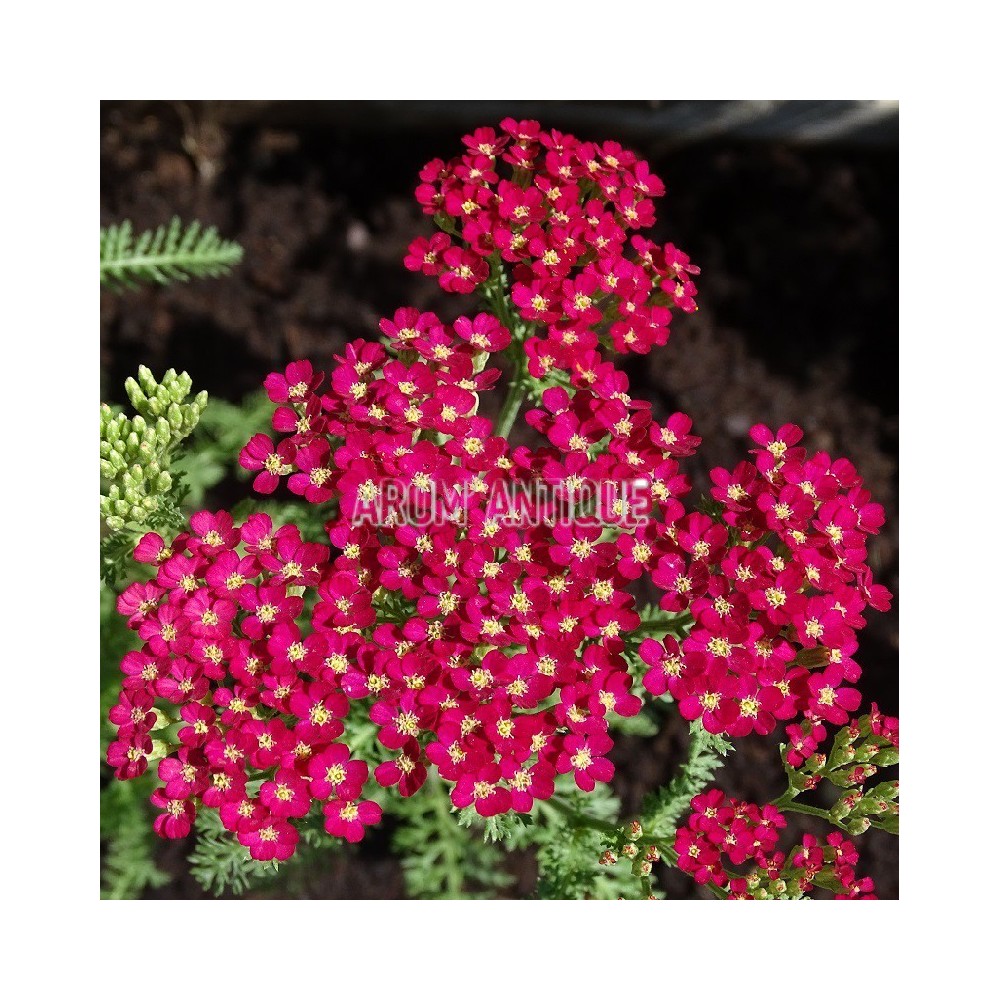 Achillée Paprika