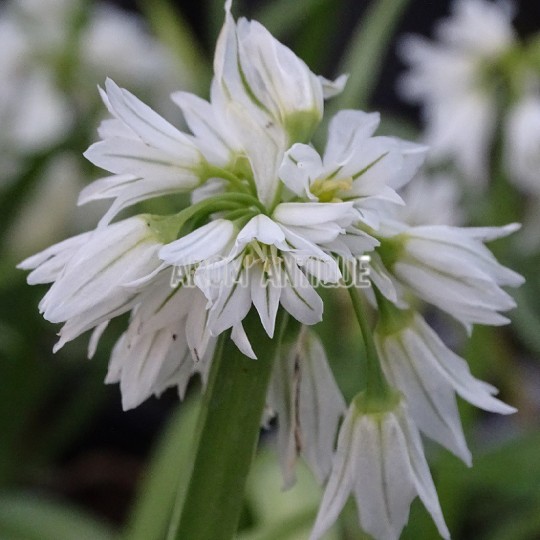 Ail à 3 angles bio. Allium triquetrum. Arom'antique, aromatiques bio. — free download