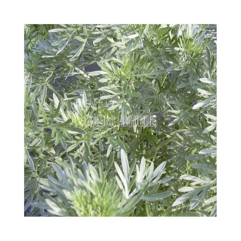 Absinthe (Artemisia absinthium)
