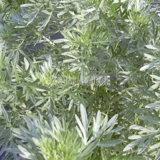 Absinthe (Artemisia absinthium)