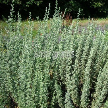 List of all the aromatic plants of the Arom'antique nursery