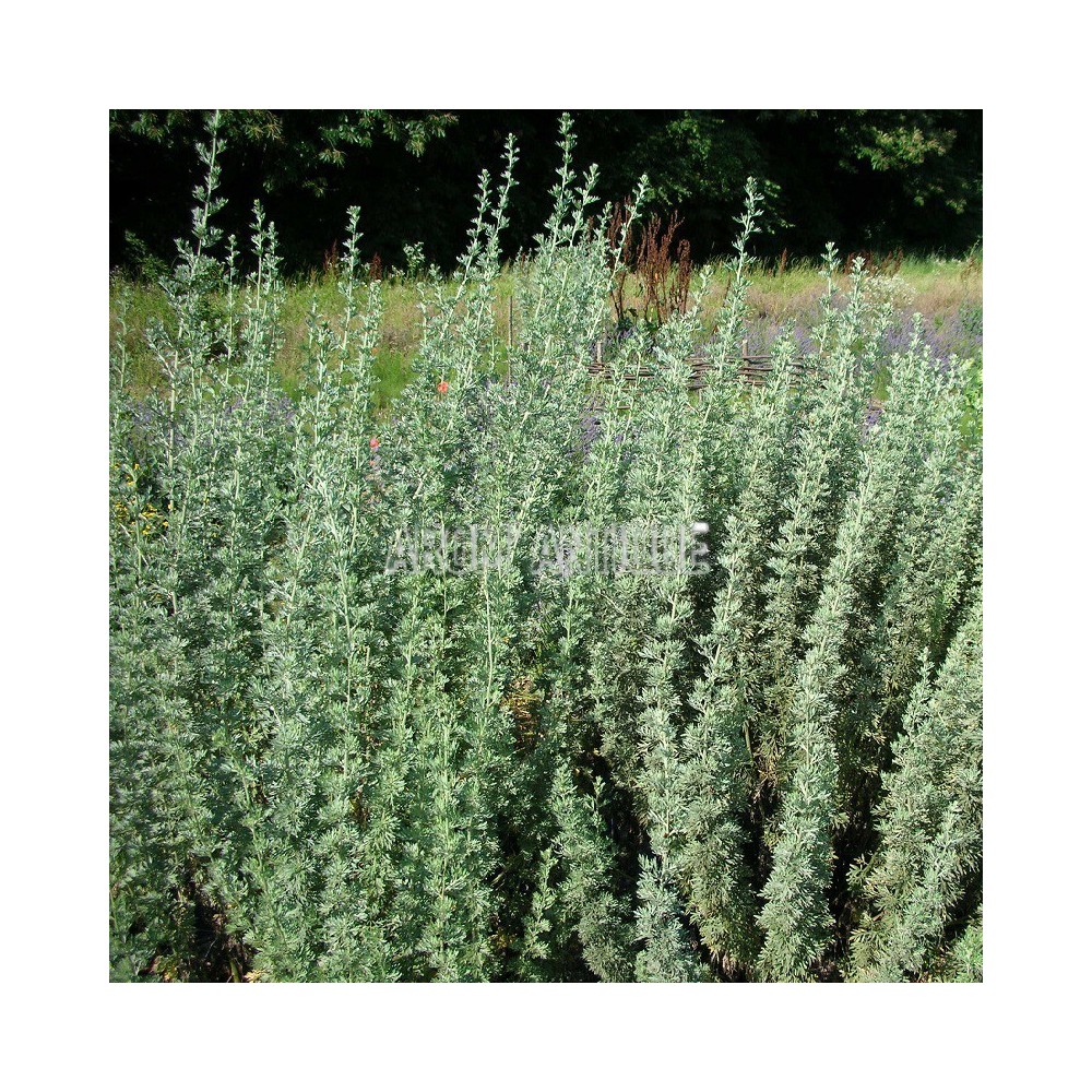 Absinthe bio, artemisia absinthium. Arom'antique.
