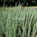 Absinthe (Artemisia absinthium)