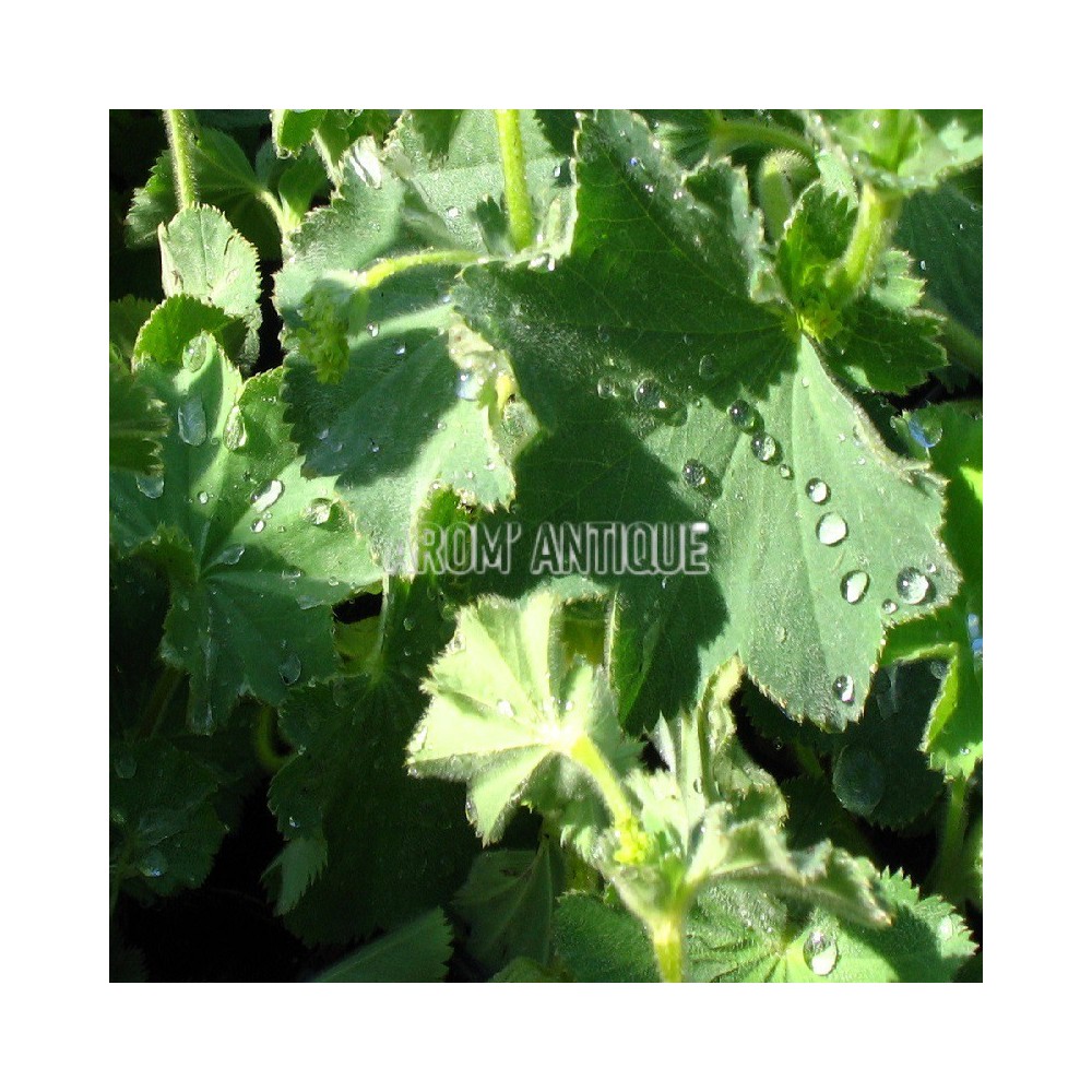 Alchmille vulgaire bio, Alchemilla vulgaris. Arom'antique,