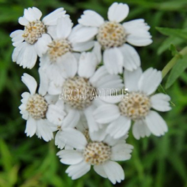 Achillée millefeuille 'Rose Madder' bio, Achillea m. 'Rose Madder