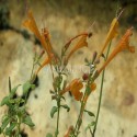 Agastache abricot