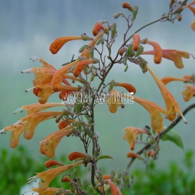 Agastache abricot Bio