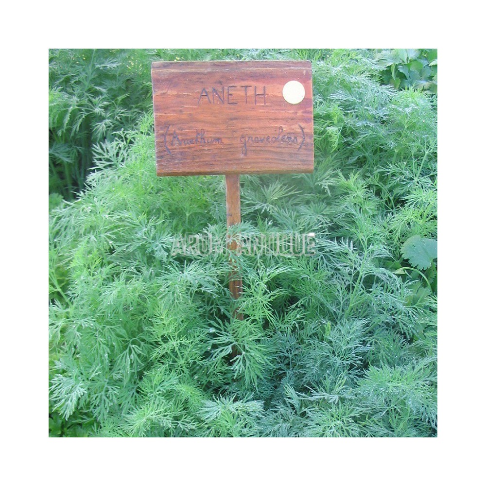 athena plants Rare Succulents