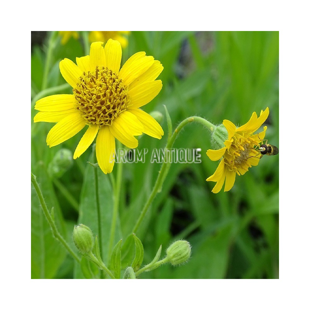 Arnica bio, Arnica chamissonis, Arom'antique, 500 aromatiques bio.