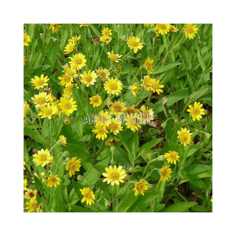 Arnica américaine