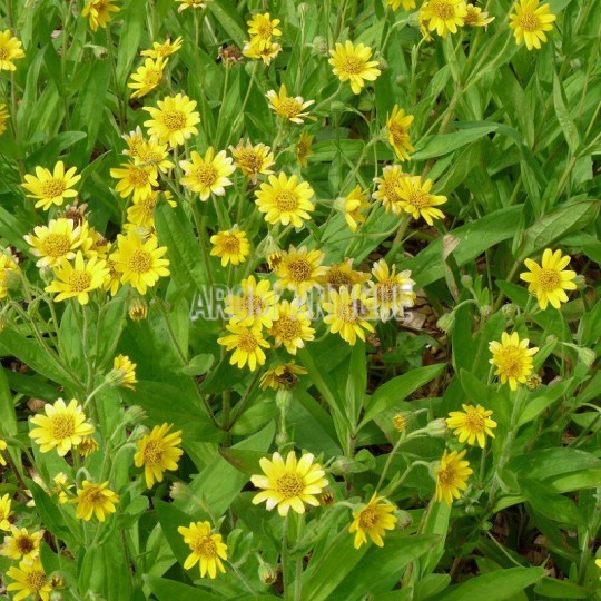 Arnica américaine