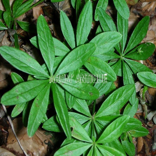 Aspérule odorante