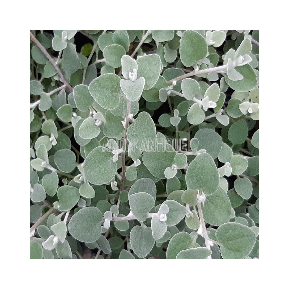 Hélichryse blanche