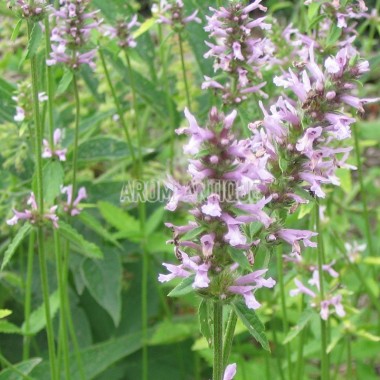 Betoîne officinale 2