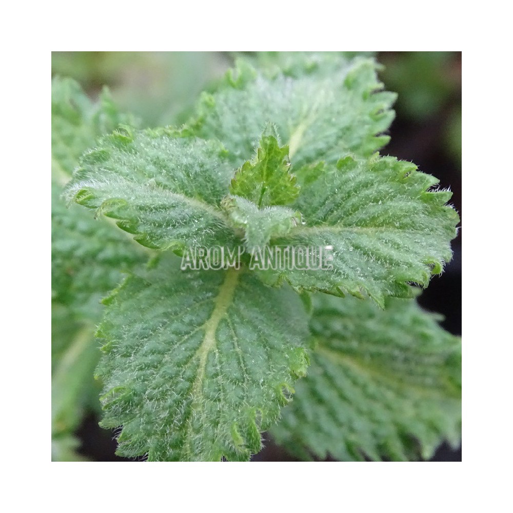 Menthe poivrée crispée